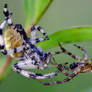 spiders courting:.