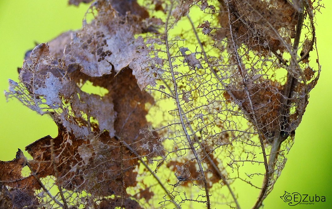 dried leaf