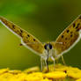 .:Lycaena tityrus:.