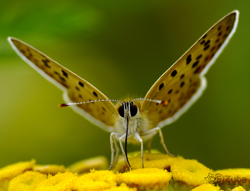 .:Lycaena tityrus:.