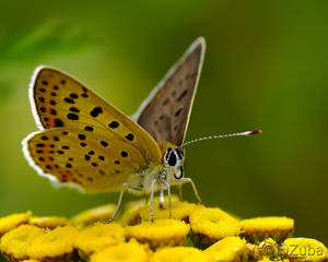 Lycaena tityrus:. by efeline