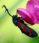 Zygaena by efeline