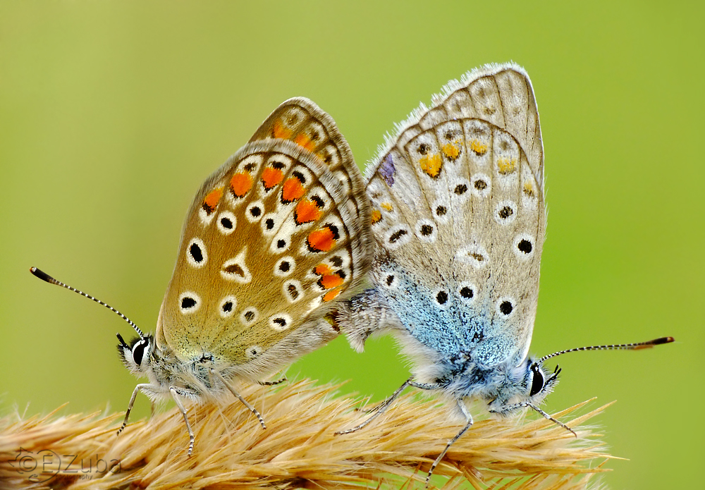 mating