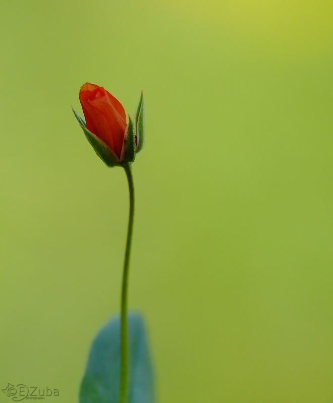 Anagallis arvensis.