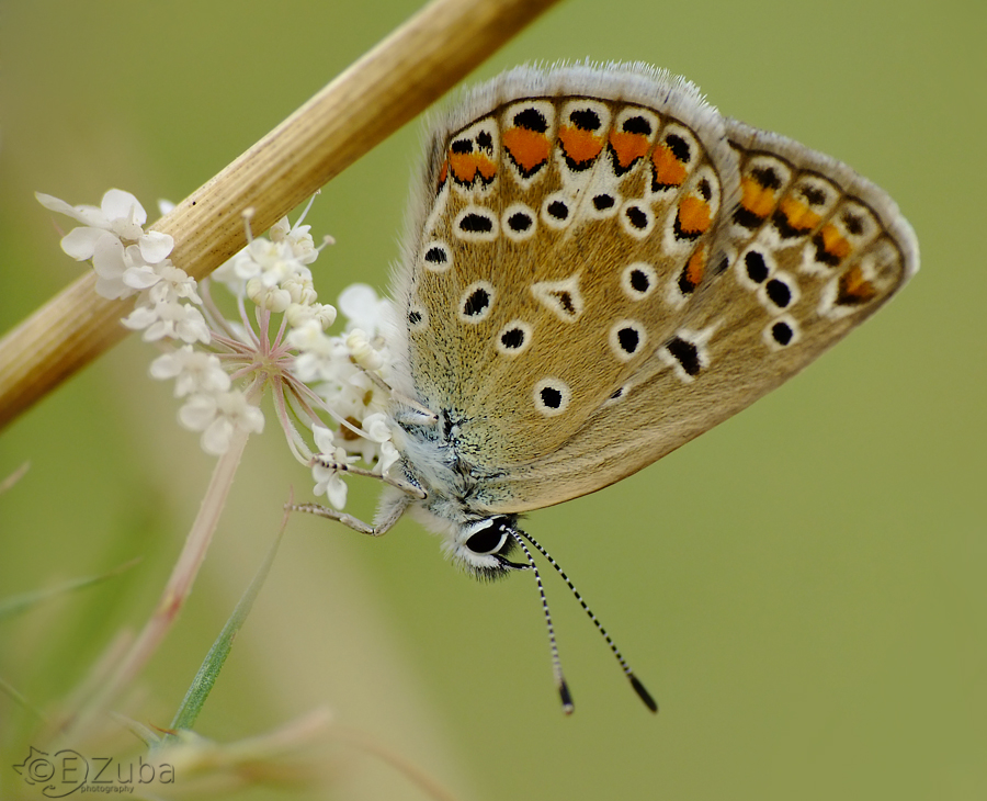 .Polyommatus.