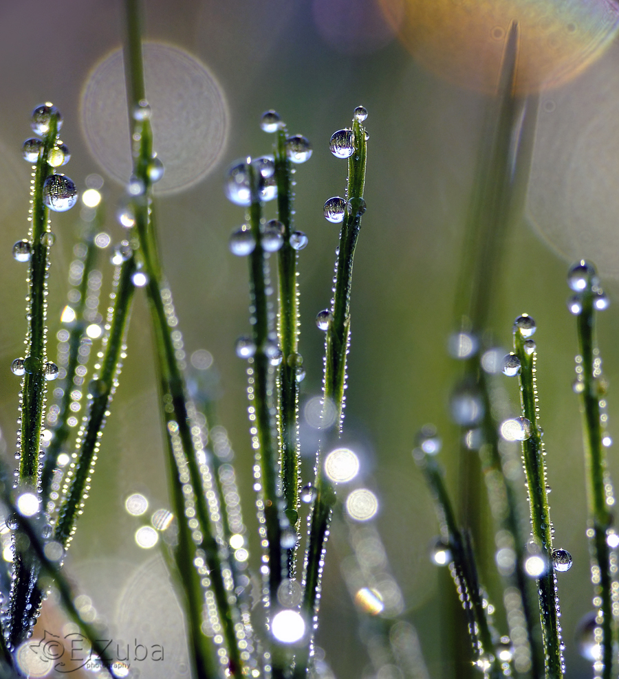 Equisetum dew.