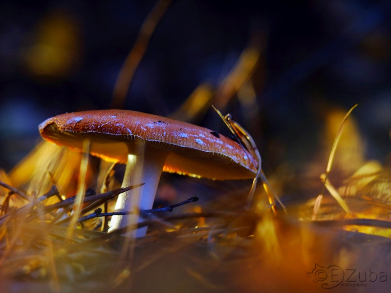 Amanita mushroom