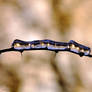 ice caterpillar