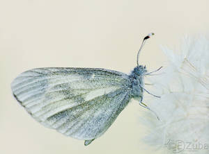 pure by efeline pure by efeline