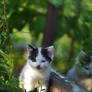 kitty garden.