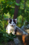 kitty garden. by efeline