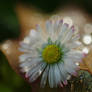 .:daisy and dew:.