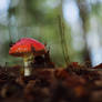 .Amanita mushroom: