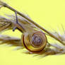 .:little snail:.