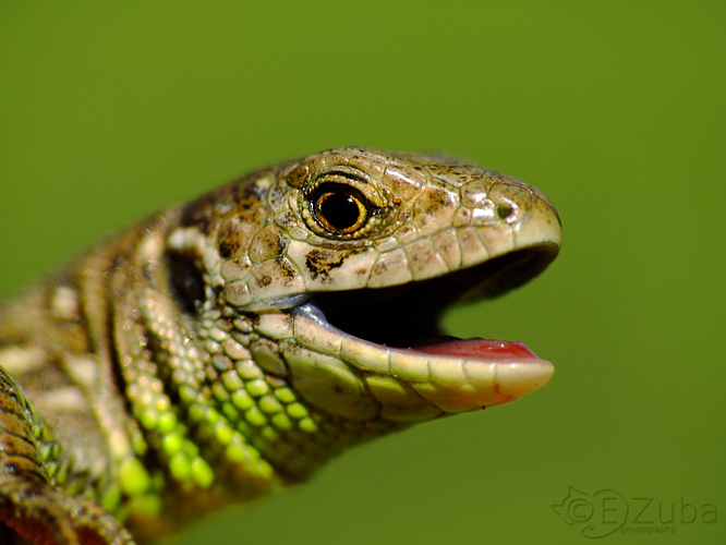 smiling lizard