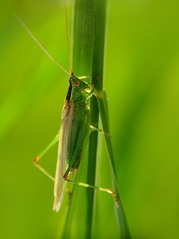 Phaneroptera falcata