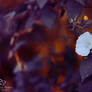 Calystegia sepium