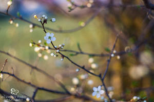 flowers of Mirabelle plum