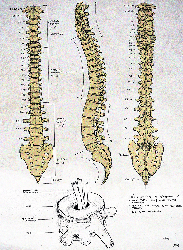 The spine