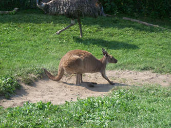 Kangaroo 2