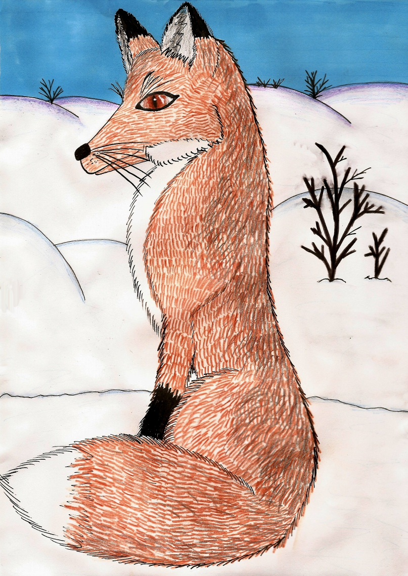 Fox reminds of cold winter