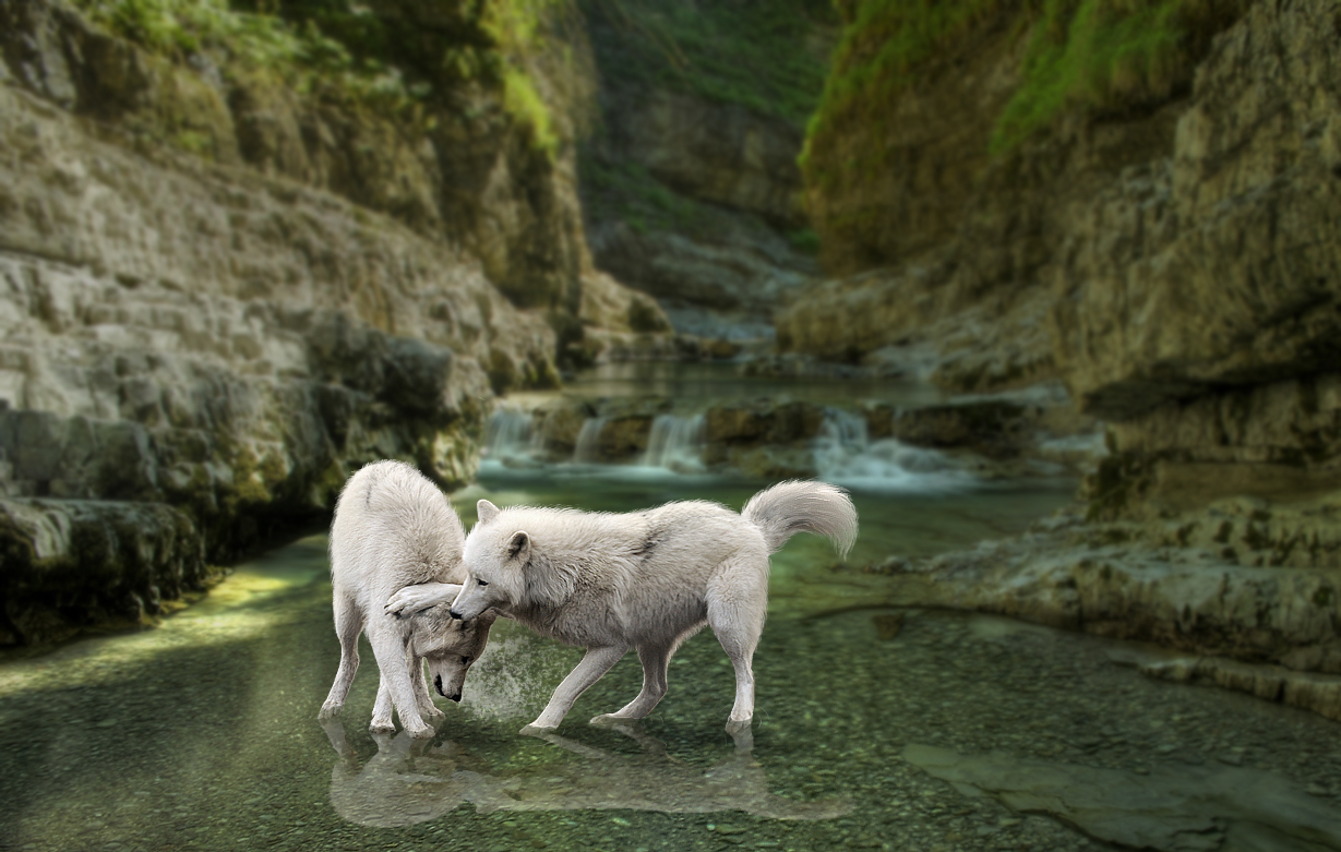 Playtime in the Creek