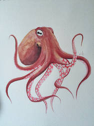 Octopus