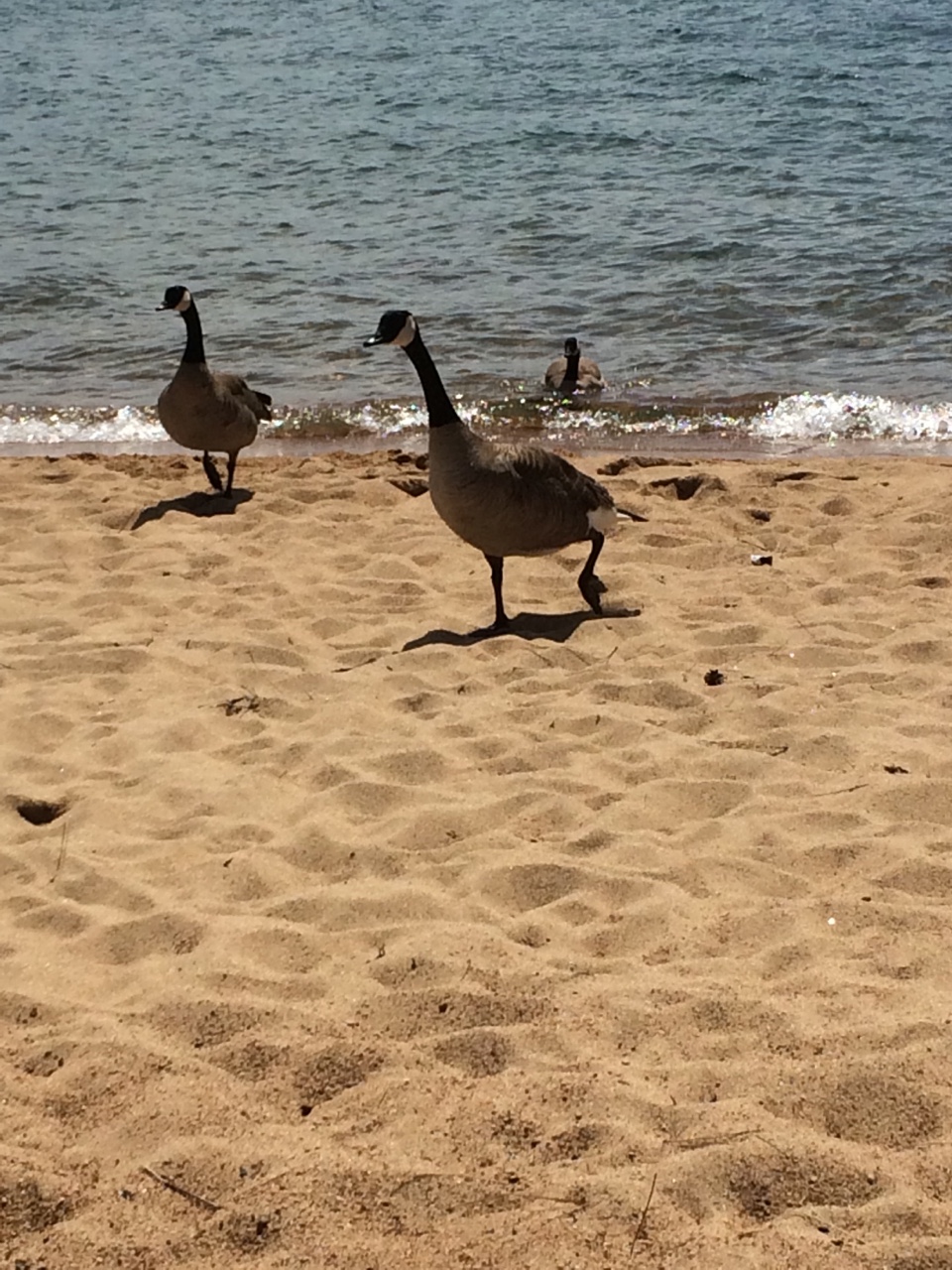 Geese on the Beach