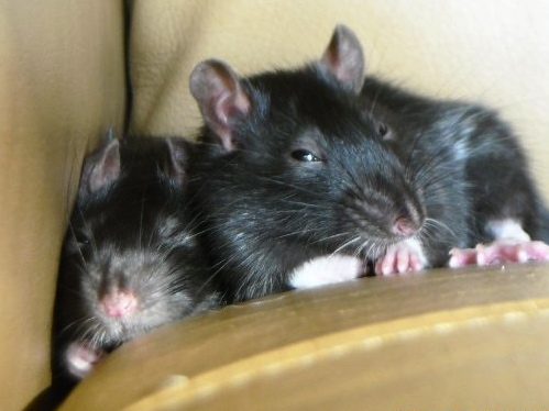 Rattie love