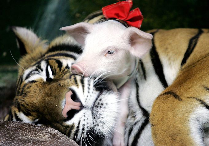 Tiger and Pig