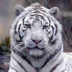 White Tiger