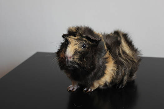 guinea pig Pista