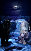 Yin Yang Tigers