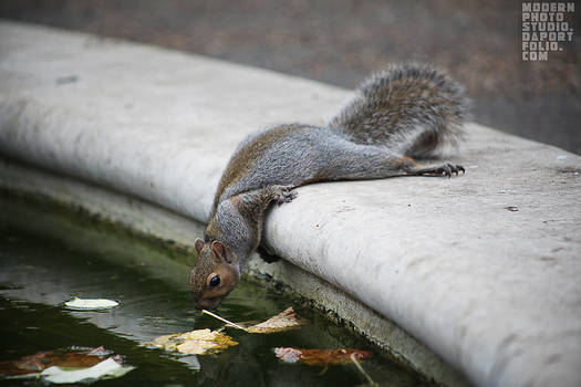 thirsty squirrel