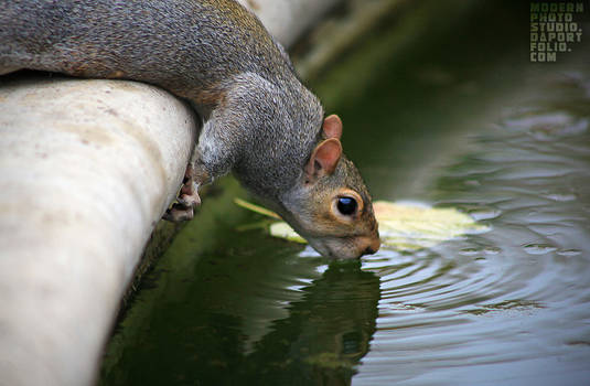 drinking squirrel