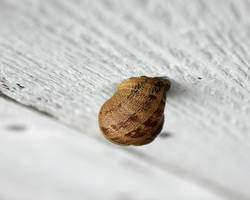 Snail On Fence2