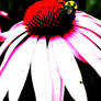 purple coneflower