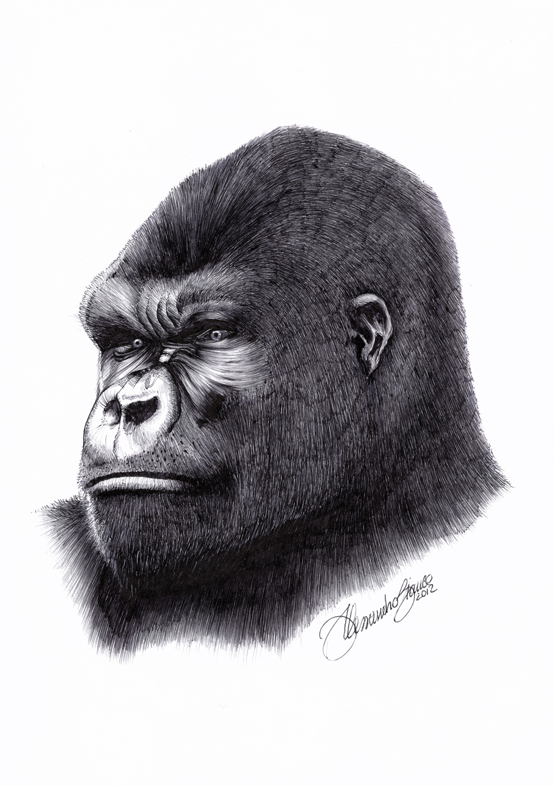 Portrait of Gorilla