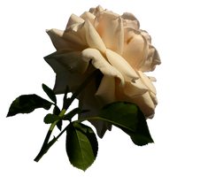 Rose PNG