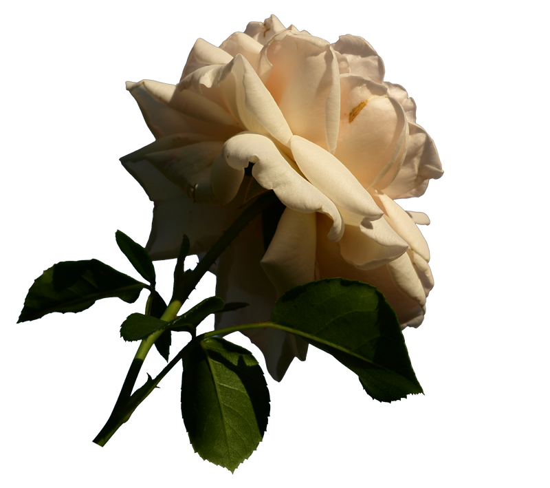 Java Rose Png Rose PNG by dreamlikestock on DeviantArt