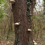 tree mushrooms 01