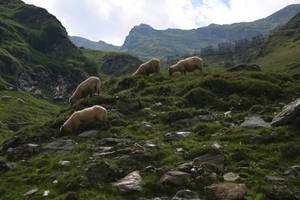 sheeps