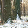 winter trees 05