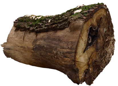 wood log PNG