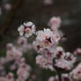 pink blossom 7
