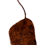 autumn leaf PNG