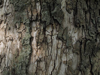 bark texture by dreamlikestock