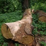 cut tree logs