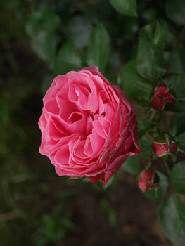 pink rose