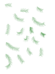 pines PNG